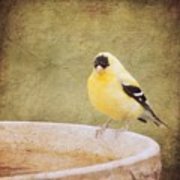 180x180 The Goldfinch Painting Effect Digital Art By Heidi Hermes - The Goldfinch Painting Print