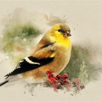 200x200 The Goldfinch Painting Print - The Goldfinch Painting Print