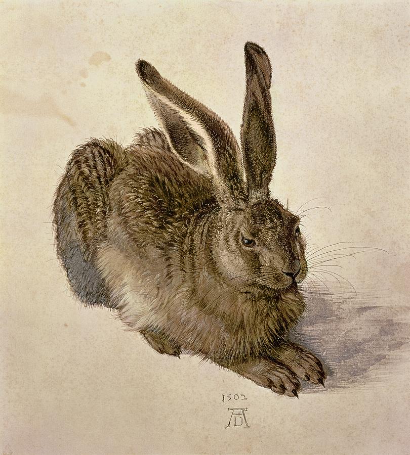 810x900 Hare Painting By Albrecht Durer - The Hare Painting