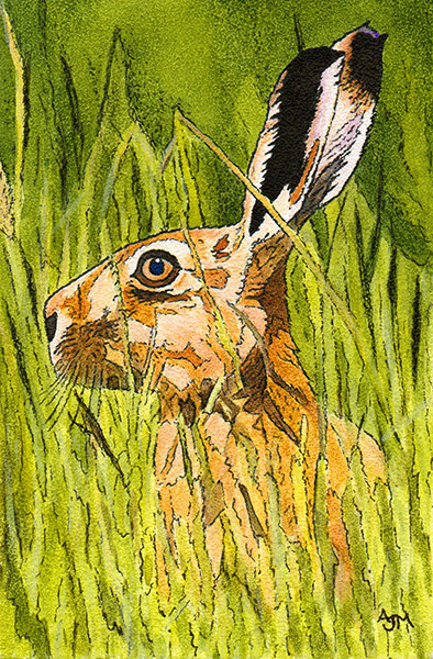 394x600 Original Wildlife Art By Andrew Mackay - The Hare Painting