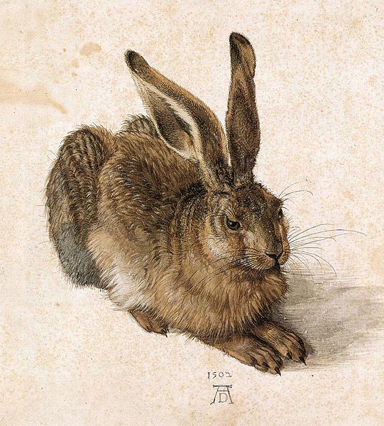 541x600 Young Hare By Albrecht - The Hare Painting