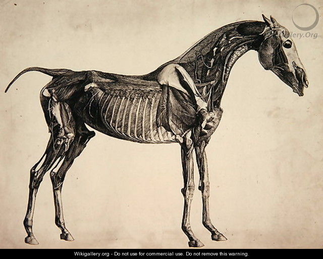 640x512 Plate From The Anatomy Of The Horse, C.1766 2 - The Horse Painting
