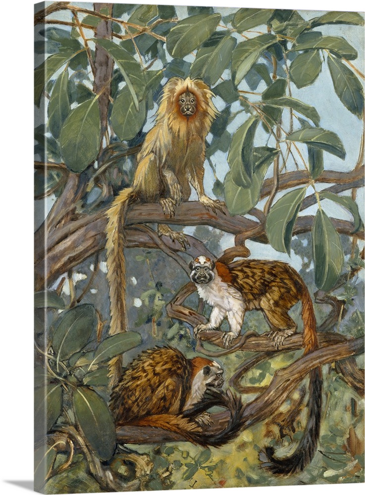 737x1000 Painting Of Marmosets In The Jungle Canopy Wall Art, Canvas Prints - The Jungle Painting