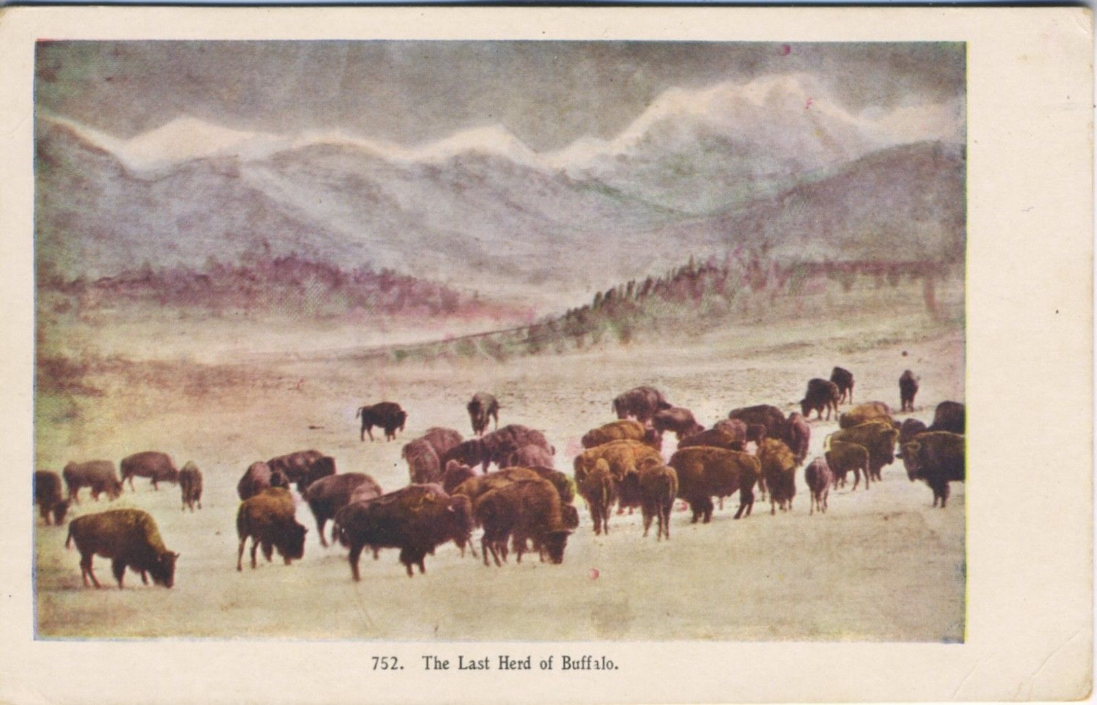 1600x1028 The Last Herd Of Buffalo Postcard ~ American West Postcard - The Last Of The Buffalo Painting