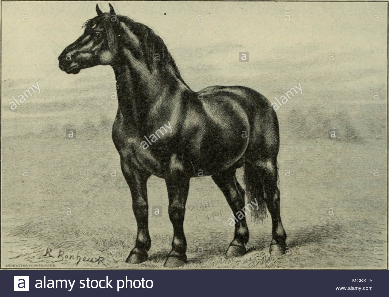 1300x993 Vic I. The Famous Percheron Stallion Brilliant After A Painting By - The Last Of The Buffalo Painting