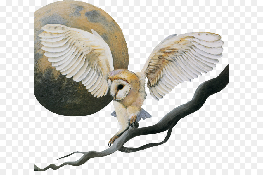 900x600 Little Owl Bird - The Little Owl Painting