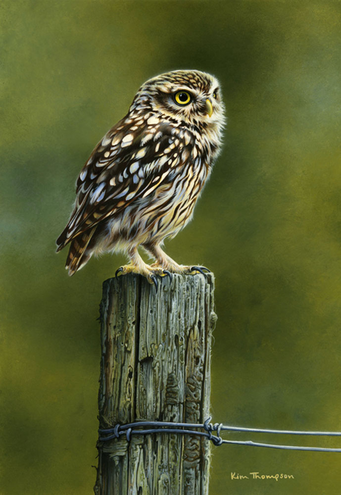689x1000 Little Owl Kim Thompson Wildlife Art And Illustration - The Little Owl Painting