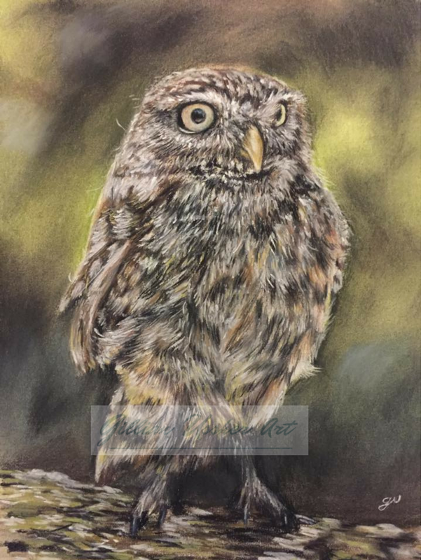 601x800 Little Owl Original Pastel Painting Pet Portraits, Dog - The Little Owl Painting
