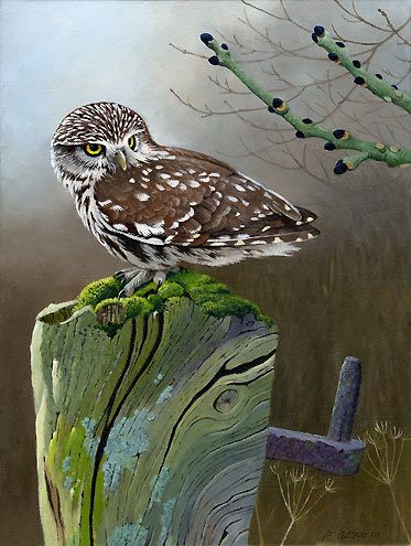 373x495 Little Owl By Peter Cotton. By Bird Artist Peter Cotton Wijze - The Little Owl Painting