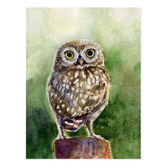 540x540 Little Owl Watercolor Painting Postcard Zazzle.co.uk - The Little Owl Painting