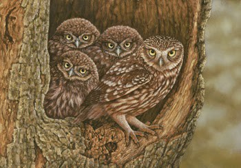 350x244 Little Owls Settle In To Newly Renovated Home - The Little Owl Painting