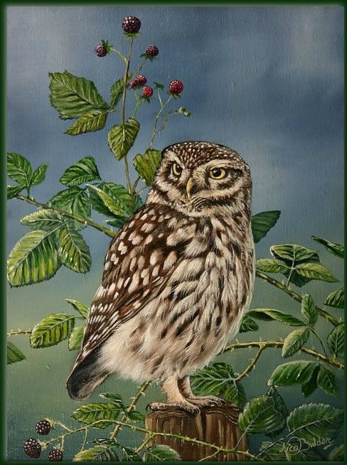 488x654 Owl Paintings And Prints Paintings Steenuil Little Owl Oil - The Little Owl Painting