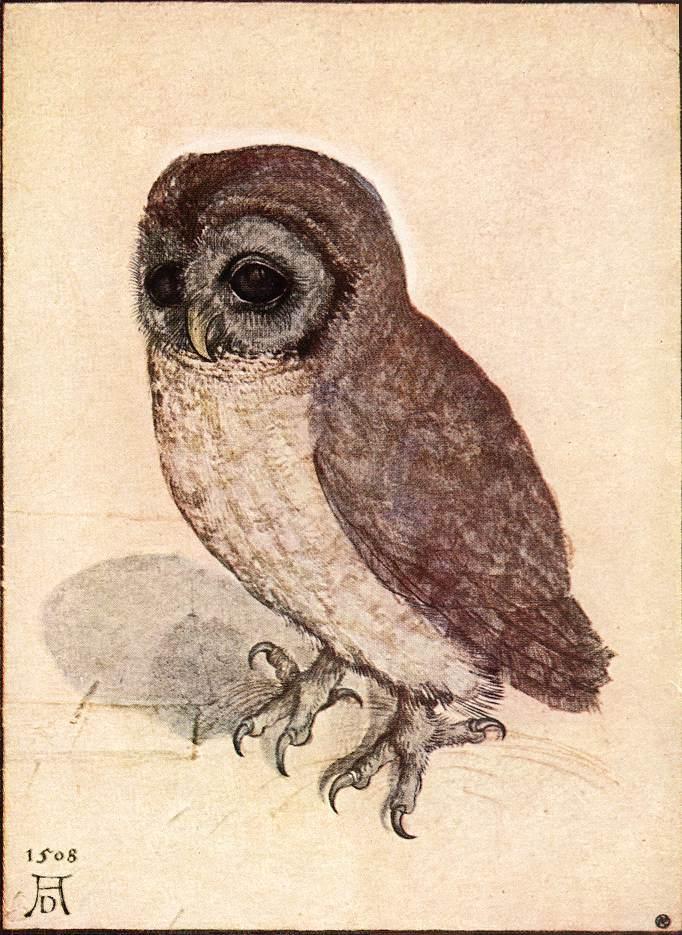 682x935 The Little Owl By Albrecht - The Little Owl Painting