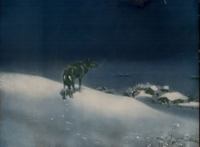 800x586 Deco Dog's Ephemera - The Lone Wolf Painting