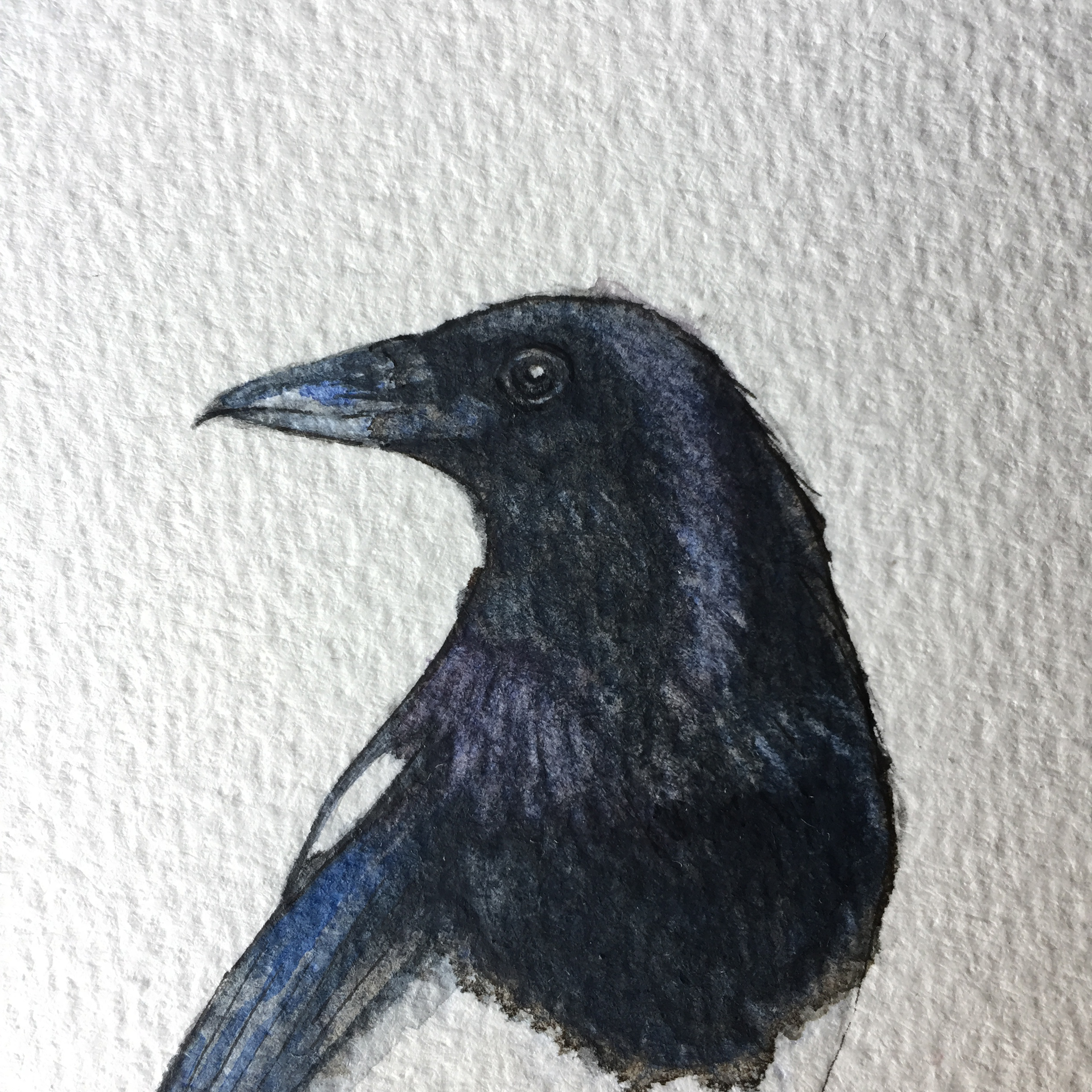 2448x2448 Seven For A Secret Never To Be Told Magpie's Nest Watercolour - The Magpie Painting