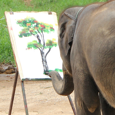 370x370 Elephant Artist Art By Elephants Meet Elephant Artists Ruby Amp Suda - The Painting Elephant