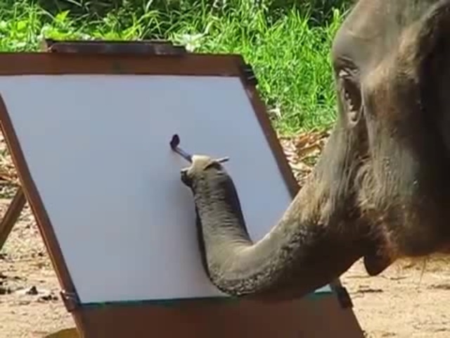 640x480 Suda - The Painting Elephant