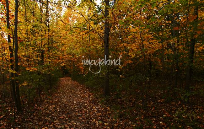 650x411 The Sacred Grove In The Fall By Fine Art By Db - The Sacred Grove Painting