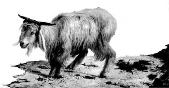 590x307 You Lost All My Money Mute - The Scapegoat Painting