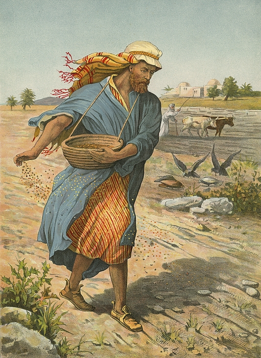 511x700 The Sower Sowing The Seed Painting By English School - The Sower Painting