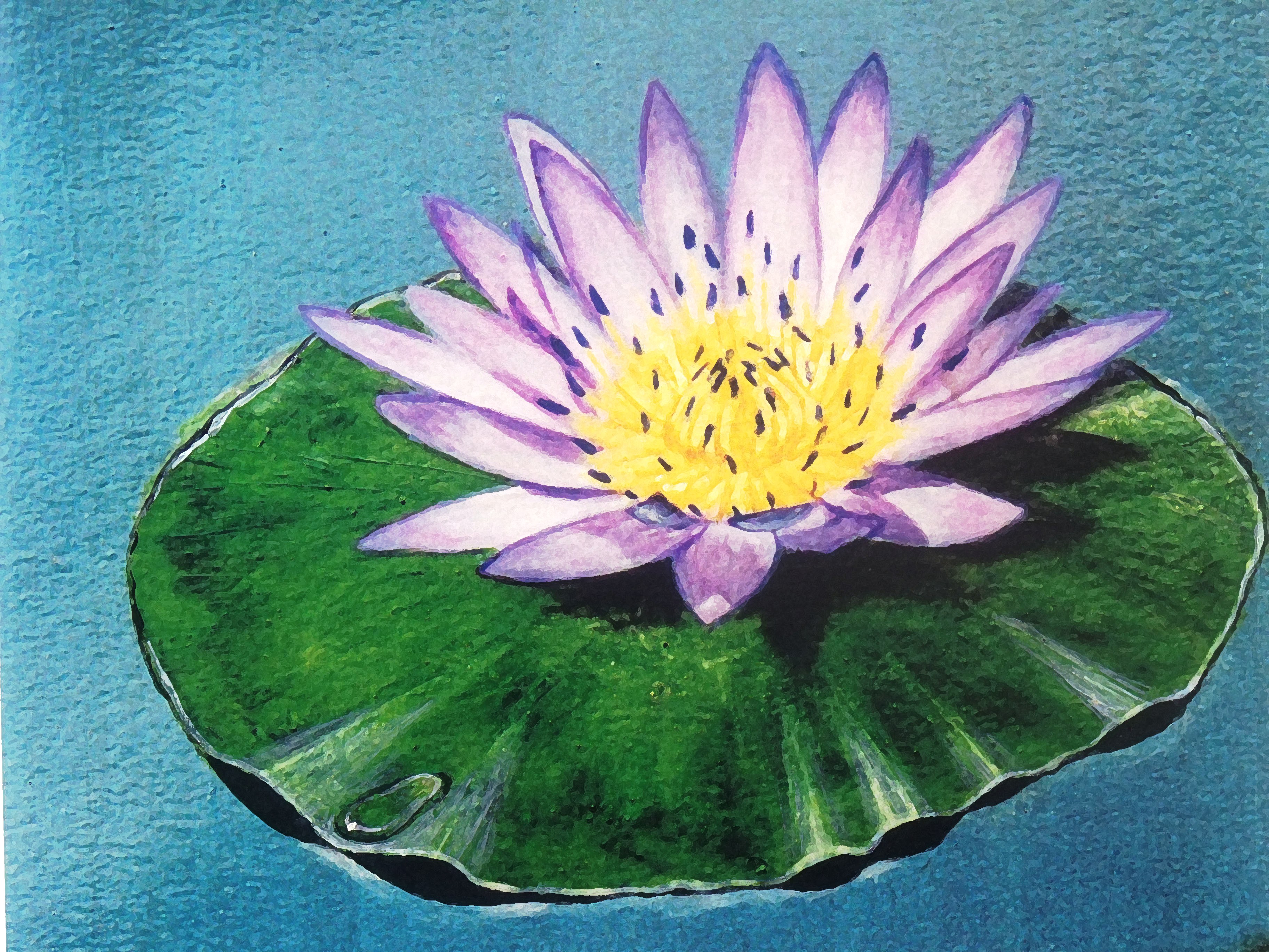 3648x2736 Water Lily Paintings And Photos Tracts4free - The Water Lilies Painting