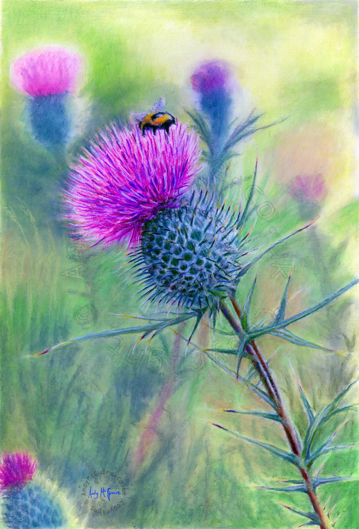 736x1085 Scottish Thistle - Thistle Painting