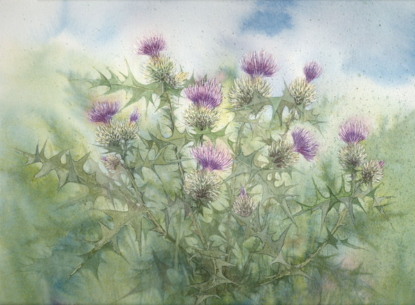 600x441 Thistle By Louise Art - Thistle Painting