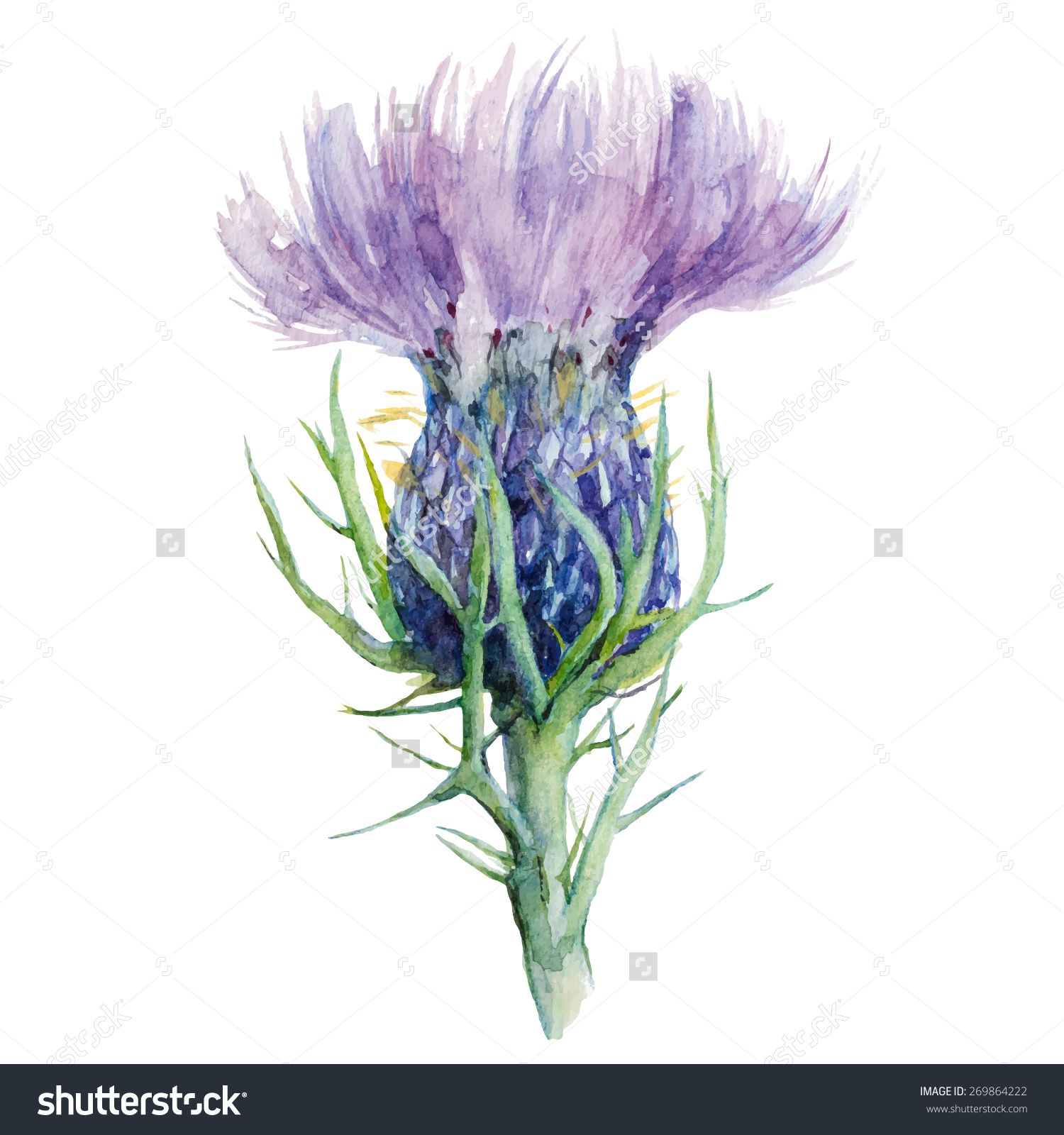 1500x1600 Stock Vector Milk Thistle Flower Watercolor Painting Vector - Thistle Painting