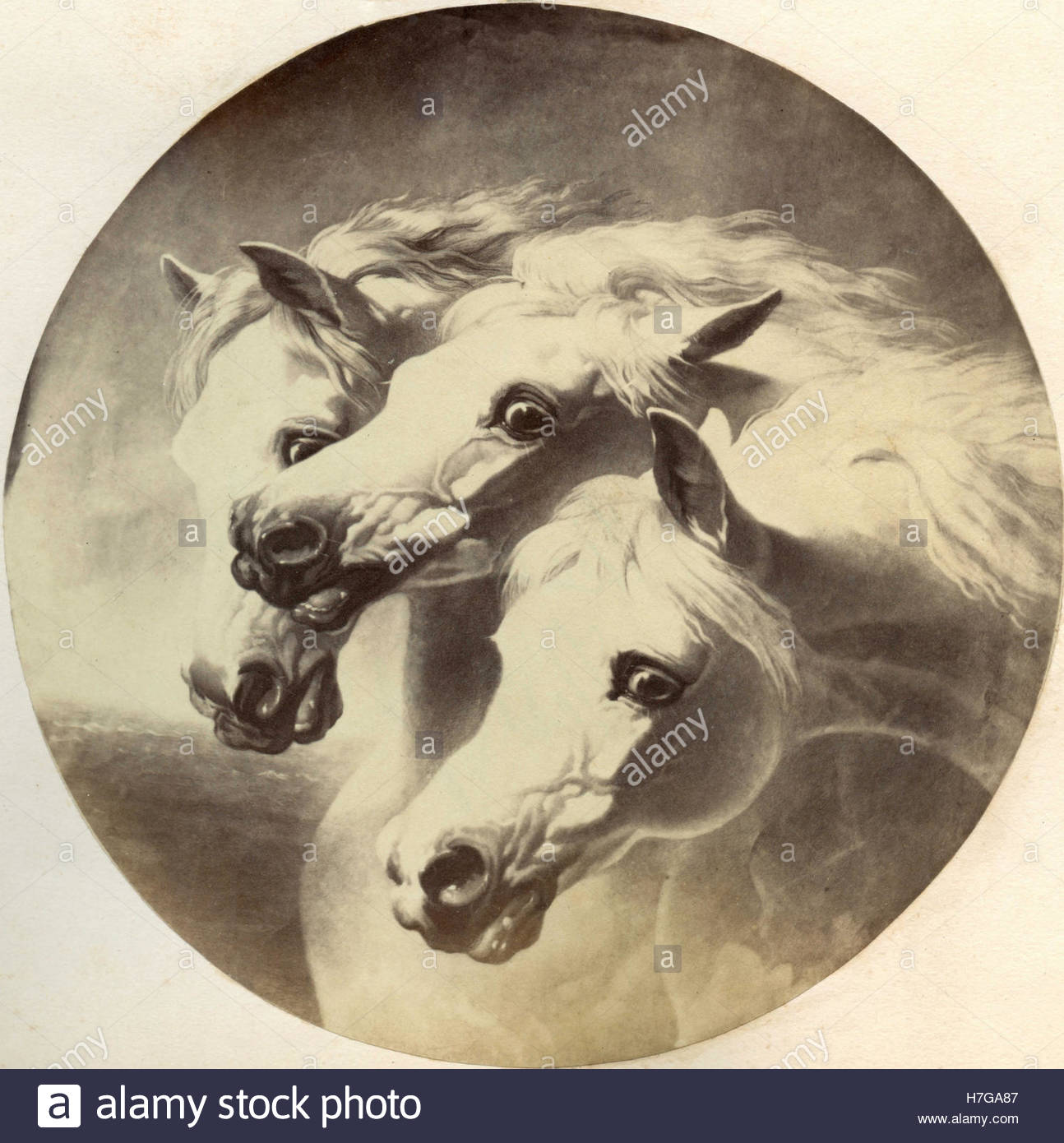 1294x1390 The Heads Of Three White Horses, Painting Stock Photo 125134471 - Three Horses Painting