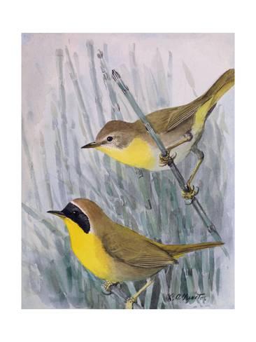 366x488 A Painting Of A Male And A Female Maryland Yellow Throat Giclee - Throat Painting