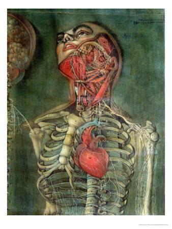 338x450 Throat And Heart, Plate Anatomy Of The Visceras, Dissected - Throat Painting