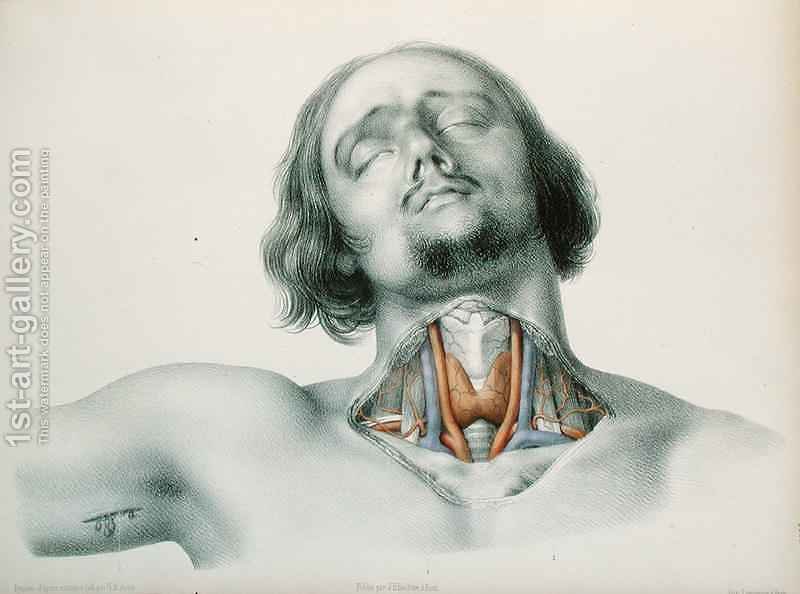 800x594 Cross Section Of The Throat Nicolas Henri Jacob Reproduction 1st - Throat Painting
