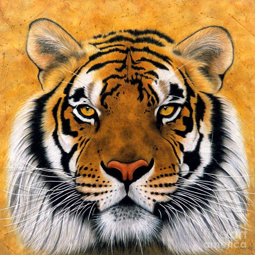 Tiger Head Painting At Paintingvalley Com Explore Collection Of Tiger