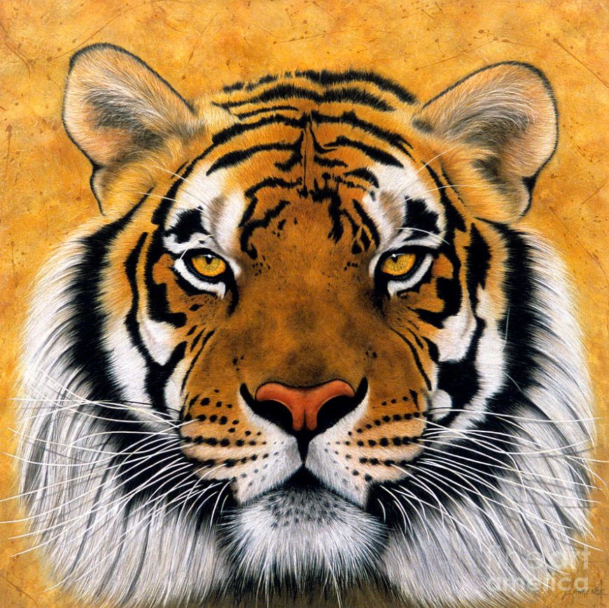 Tiger Head Painting at Explore collection of Tiger