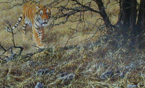 500x304 Alan Hunt Artist - Tiger Hunt Painting