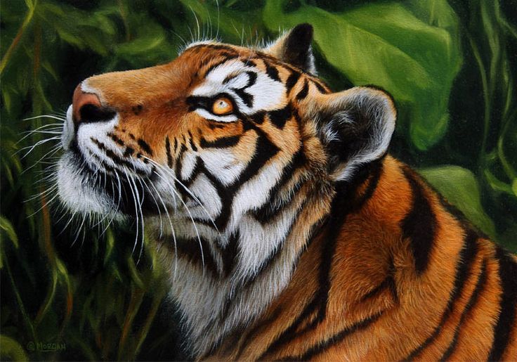 736x515 Tiger In The Jungle Painting Art Illustration Inspiration - Tiger In The Jungle Painting