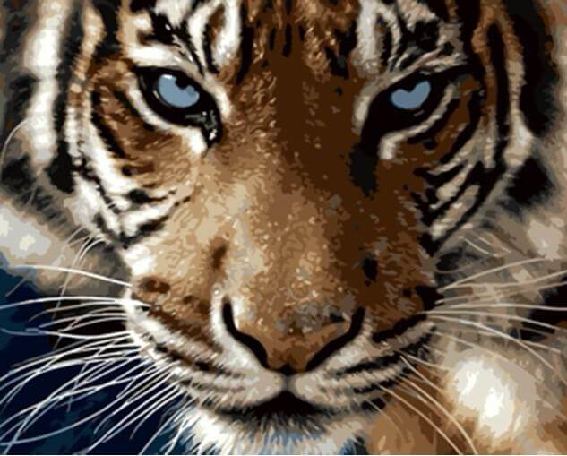 633x509 Colorful Diy Tiger Painting Paint By Numbers - Tiger Painting