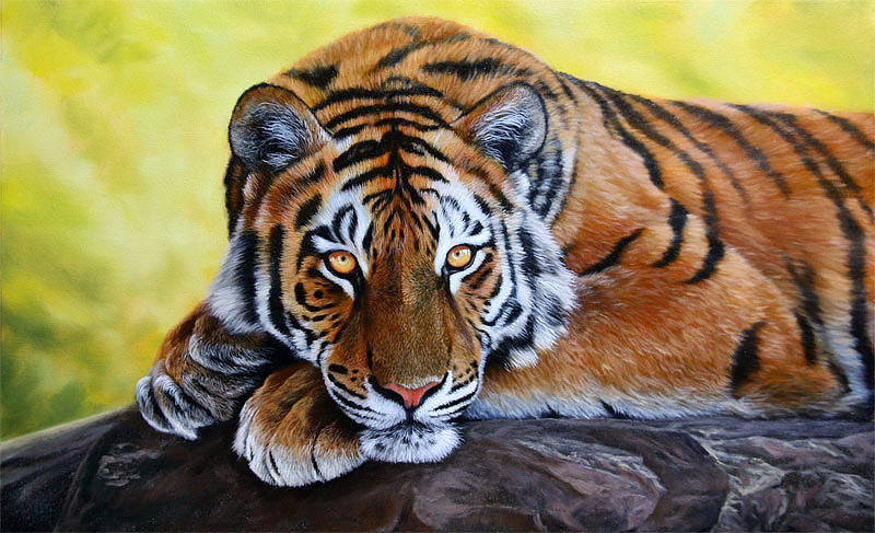 800x487 Tiger Painting, Final Stages How To Draw And Paint Animals - Tiger Painting