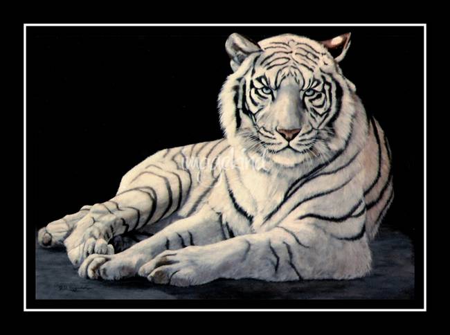 650x484 Stunning White Tiger Artwork For Sale On Fine Art Prints - Tiger Painting Black And White