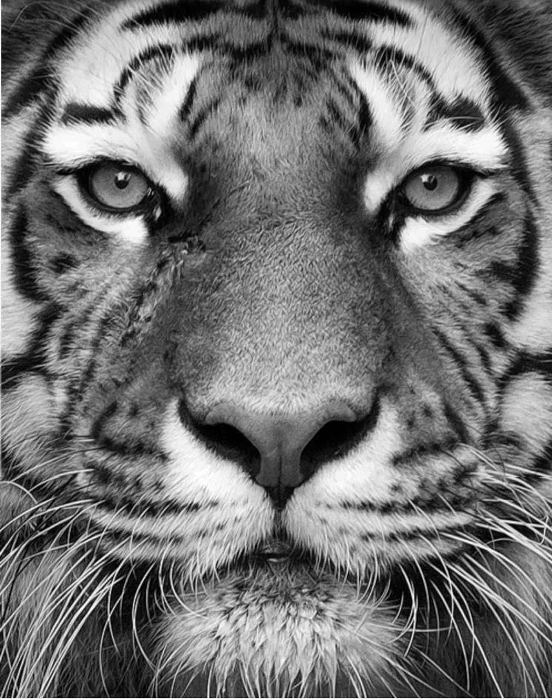 1899x2407 Tiger Stock Vector Rhshutterstockcom Black Angry Tiger Painting - Tiger Painting Black And White