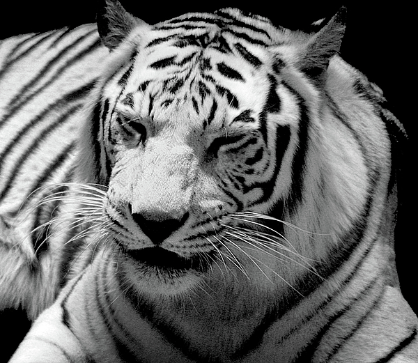 Tiger Painting Black And White at PaintingValley.com | Explore ...