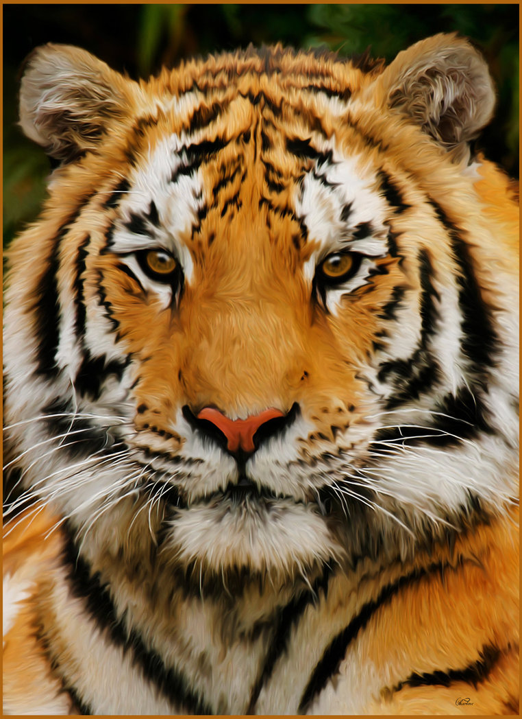762x1048 Tiger Painting By Chamirra - Tiger Painting Images