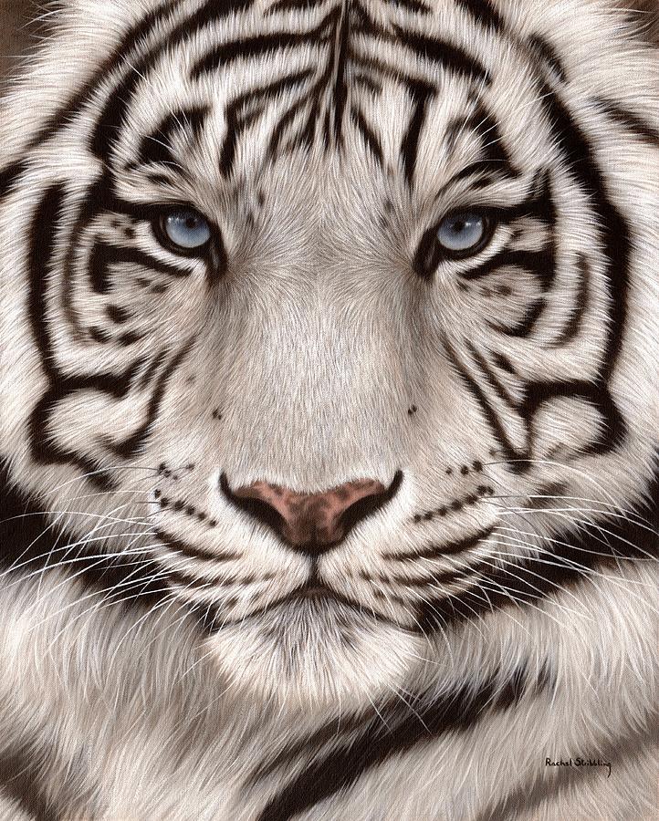 722x900 White Tiger Painting Painting By Rachel Stribbling - Tiger Painting Images