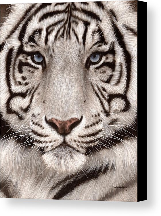 560x750 White Tiger Painting Canvas Print Canvas Art By Rachel Stribbling - Tiger Painting On Canvas