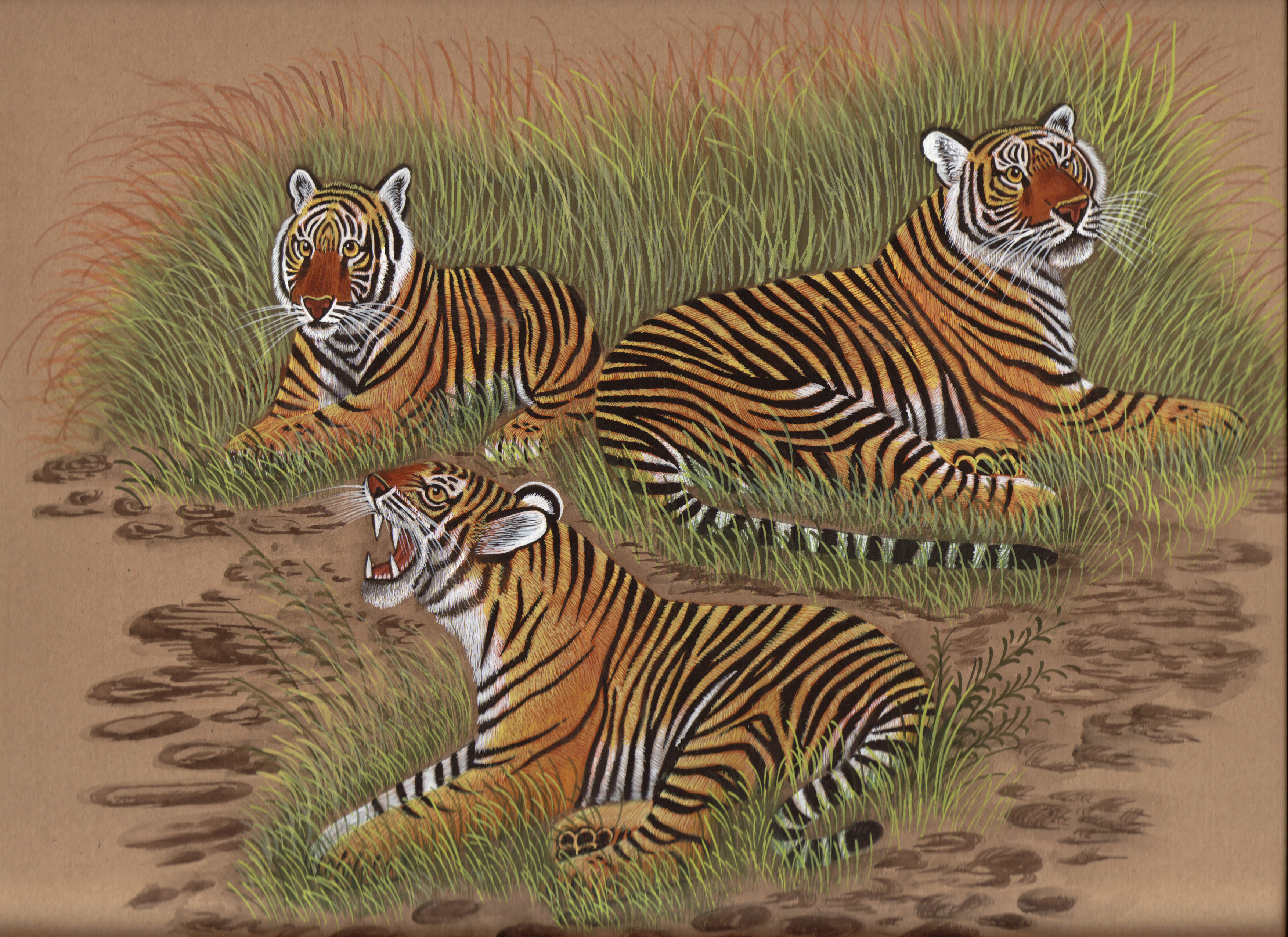 3507x2550 Royal Bengal Tiger Painting Hand Painted Indian Wild Life Nature - Tiger Painting Watercolor