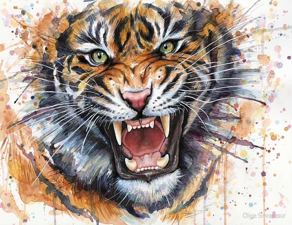 1000x772 Tiger Watercolor Painting By Olga Shvartsur Redbubble - Tiger Painting Watercolor
