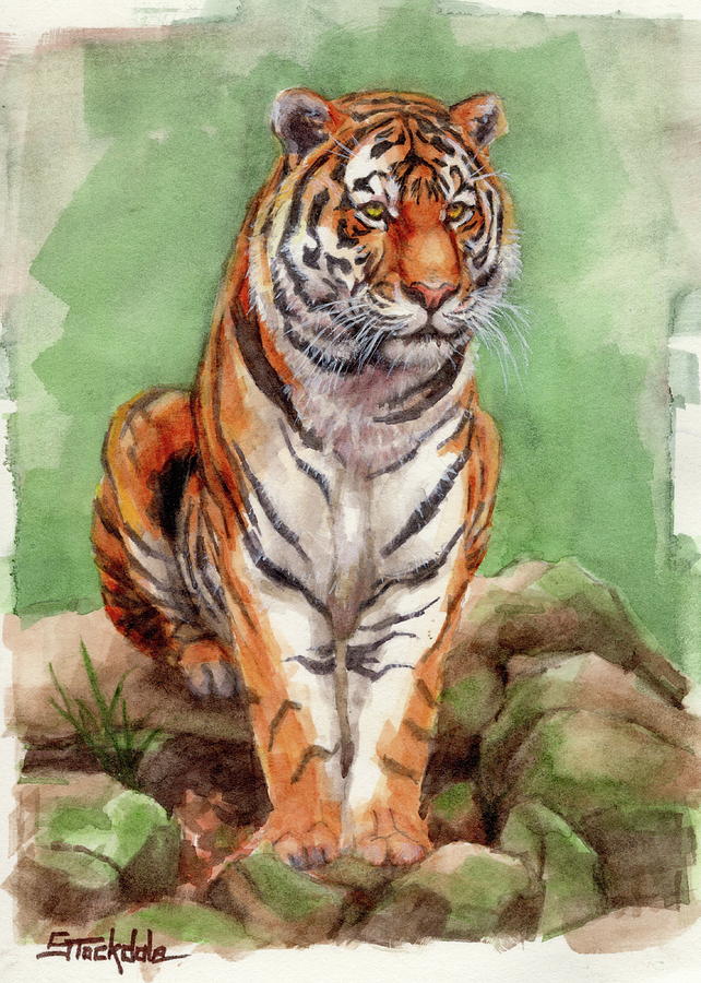 642x900 Tiger Watercolor Sketch Painting By Margaret Stockdale - Tiger Painting Watercolor