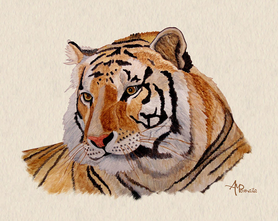 900x717 Bengal Tiger Watercolor Painting By Angeles M Pomata - Tiger Painting Watercolor
