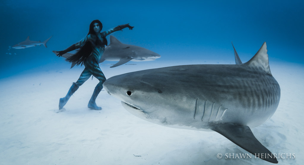 1024x558 Tigress Shark World First, Woman Dances With Tiger Sharks Blue - Tiger Shark Painting