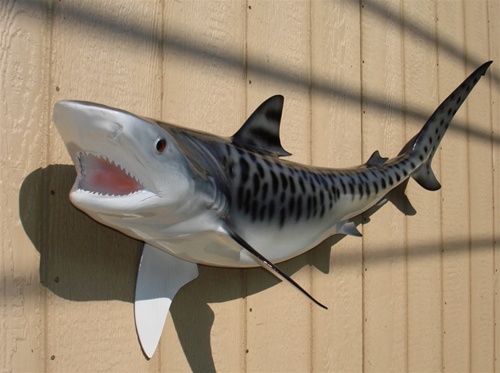500x373 Tiger Shark Fish Mount Two Sided Wall Mount Fish Replica - Tiger Shark Painting